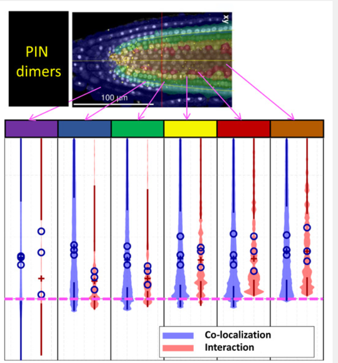 Flavonol-mediated stabilization of efflux complexes regulates polar auxin transport