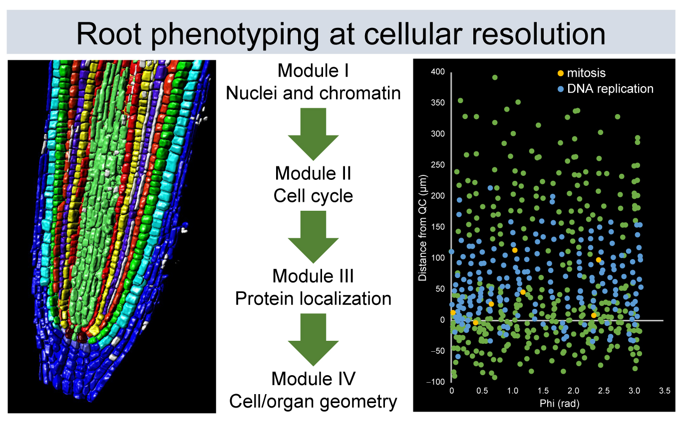 Methods of In Situ Quantitative Root Biology