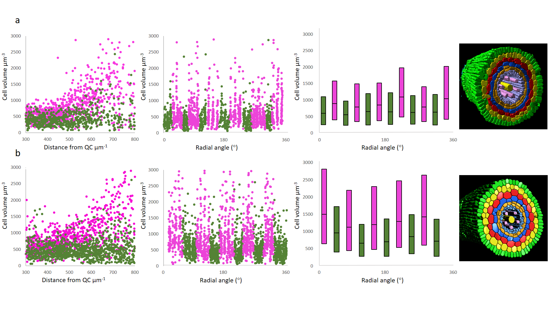 The role of AUX1 during lateral root development in the domestication of the model C4 grass Setaria italica